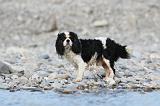 CAVALIER KING CHARLES 239